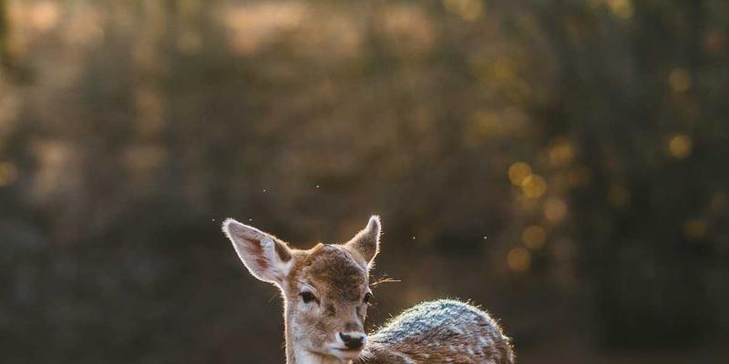VI设计与创意视觉的化学反应：品牌联名如何实现1+1>2的市场效应