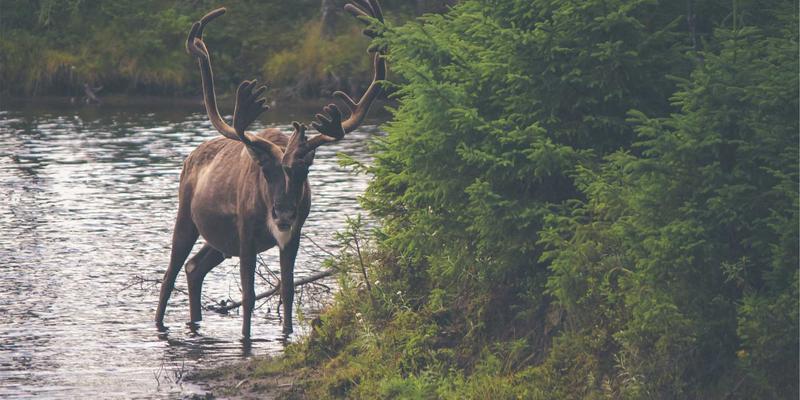 可持续品牌设计：如何将环保理念融入VI设计与创意视觉